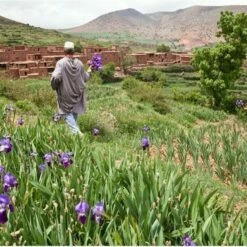 Weleda Iris Balancerende Dagcrème -Essie winkel 550x369