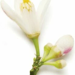 Giorgio Armani Code 50 Ml - Eau De Parfum - Damesparfum -Essie winkel 550x714